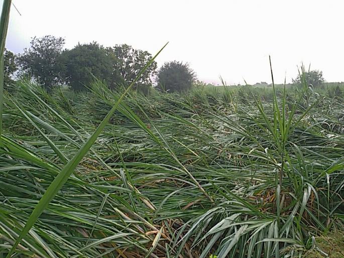 Damage to sugarcane crops in Visapur, Kollgaon | विसापूर, कोळगाव परिसरात ऊस पिकांचे नुकसान