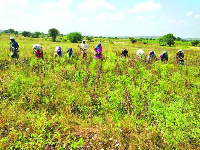 Punchnama of crop loss Complete ; Loss of crops on 1.5 lakh hectares! | पंचनामे पूर्ण; ३.८४ लाख हेक्टरवरील पिकांचे नुकसान! Punchnama of crop loss Complete ; Loss of crops on 1.5 lakh hectares! | पंचनामे पूर्ण; ३.८४ लाख हेक्टरवरील पिकांचे नुकसान!