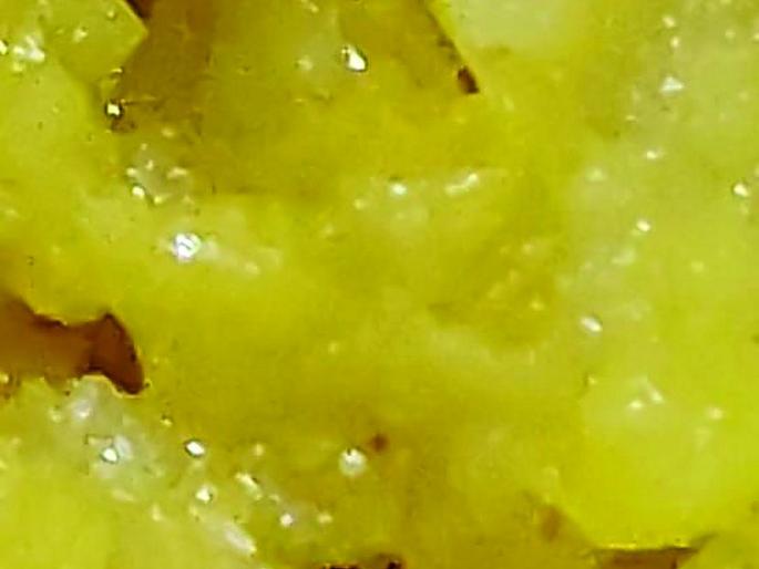 Larvae foud in school mid day meal third time in a week | आठवडाभरात तीन वेळा पोषण आहारात आढळल्या अळ्या Larvae foud in school mid day meal third time in a week | आठवडाभरात तीन वेळा पोषण आहारात आढळल्या अळ्या