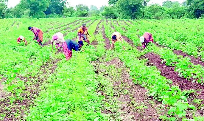 Increased cost of cultivation in agriculture due to incessant rains | संततधार पावसामुळे शेतीच्या निंदन खर्चात वाढ Increased cost of cultivation in agriculture due to incessant rains | संततधार पावसामुळे शेतीच्या निंदन खर्चात वाढ