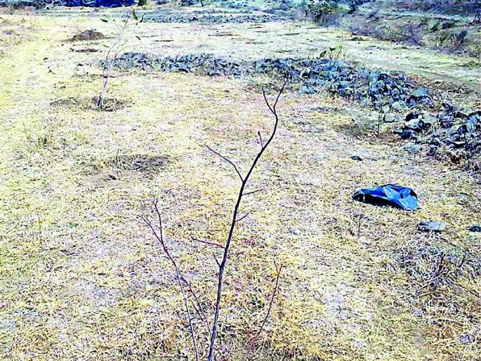 Spell the Green Dreams by spending millions of rupees! | लाखो रुपये खर्चूनही हिरव्या स्वप्नांचा चुराडा!