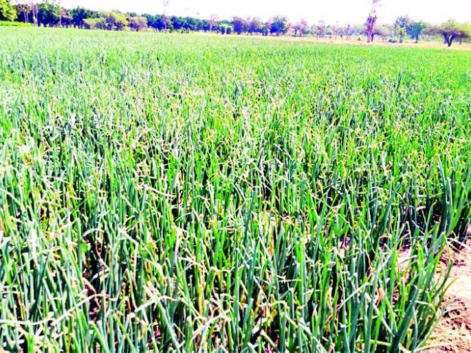 Onion crops threatened by cloudy weather | ढगाळ हवामानामुळे कांदा पीक धोक्यात Onion crops threatened by cloudy weather | ढगाळ हवामानामुळे कांदा पीक धोक्यात