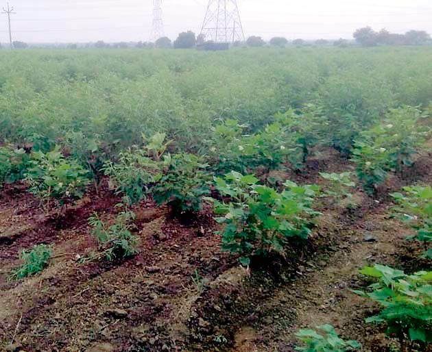 Rabiichi also worry about the truth | खरीपासोबतच रबीचीही चिंता Rabiichi also worry about the truth | खरीपासोबतच रबीचीही चिंता