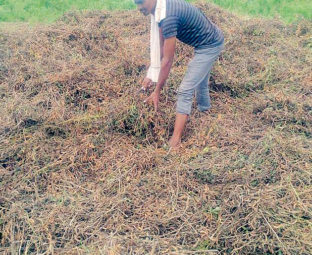 Return on rainy season | परतीच्या पावसाचा पिकांवर घाला Return on rainy season | परतीच्या पावसाचा पिकांवर घाला