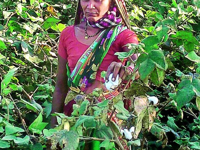 There is no action on the research report of cotton waste | कापूस वेचणीच्या संशोधन अहवालावर कार्यवाही नाही