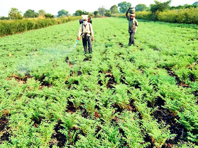 Due to the low pressure strips, the cloudy atmosphere in the district | कमी दाबाच्या पट्ट्यामुळे जिल्ह्यात ढगाळ वातावरण Due to the low pressure strips, the cloudy atmosphere in the district | कमी दाबाच्या पट्ट्यामुळे जिल्ह्यात ढगाळ वातावरण