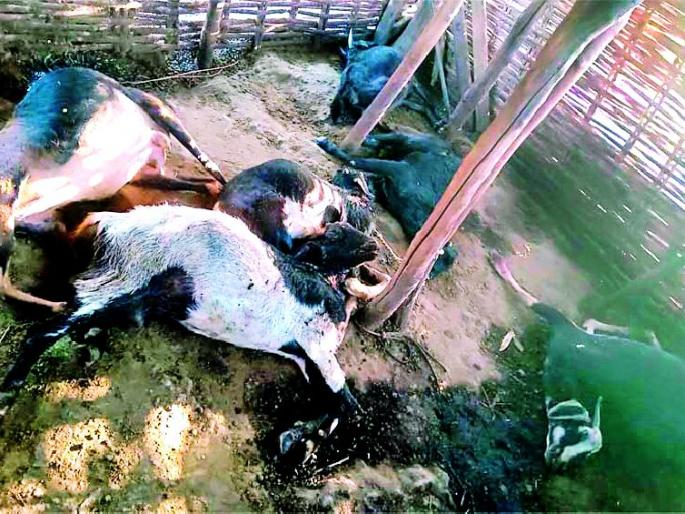Ten sheep goats fall | वाघाने पाडला दहा शेळ्यांचा फडशा Ten sheep goats fall | वाघाने पाडला दहा शेळ्यांचा फडशा