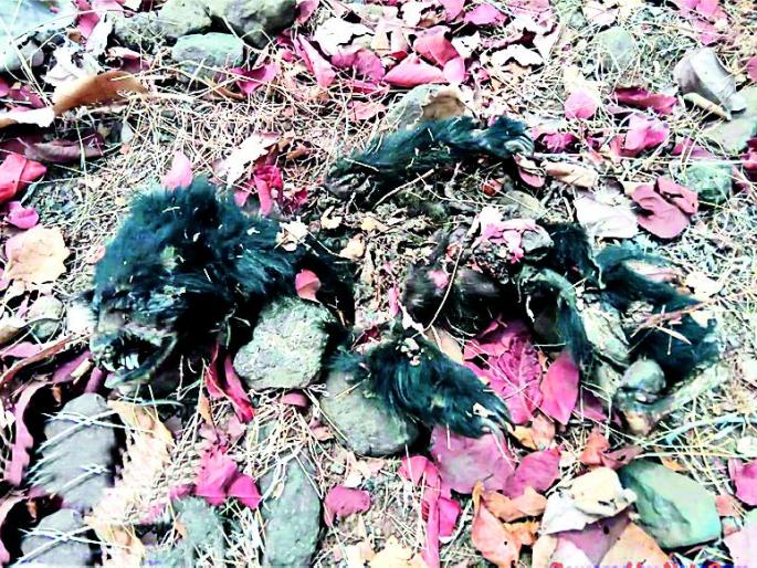 Bear ass of a dog in a dog attack | श्वानांच्या हल्ल्यात अस्वल शावकाचा मृत्यू Bear ass of a dog in a dog attack | श्वानांच्या हल्ल्यात अस्वल शावकाचा मृत्यू