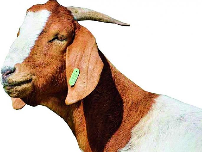 Goat Market Proposes | ‘गोट मार्केट’चा प्रस्ताव रखडला Goat Market Proposes | ‘गोट मार्केट’चा प्रस्ताव रखडला