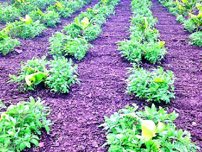 Boro cultivation to save banana seedlings | केळी रोपट्यांच्या बचावासाठी बोरूंची लागवड