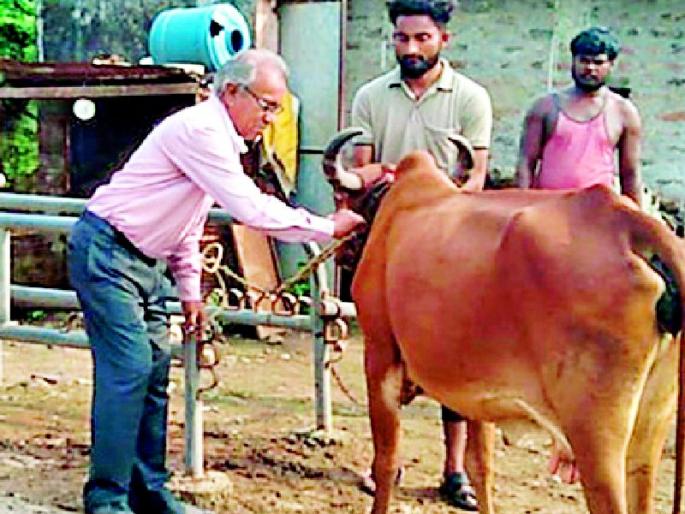 Stop at the border given to ‘Lampi’ by 456 villages | ४५६ गावांनी ‘लम्पी’ला दिला सिमेवर थांबा Stop at the border given to ‘Lampi’ by 456 villages | ४५६ गावांनी ‘लम्पी’ला दिला सिमेवर थांबा