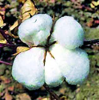 Brokerage on Farmers | शेतकऱ्यांवर दलालीचा बोझा Brokerage on Farmers | शेतकऱ्यांवर दलालीचा बोझा