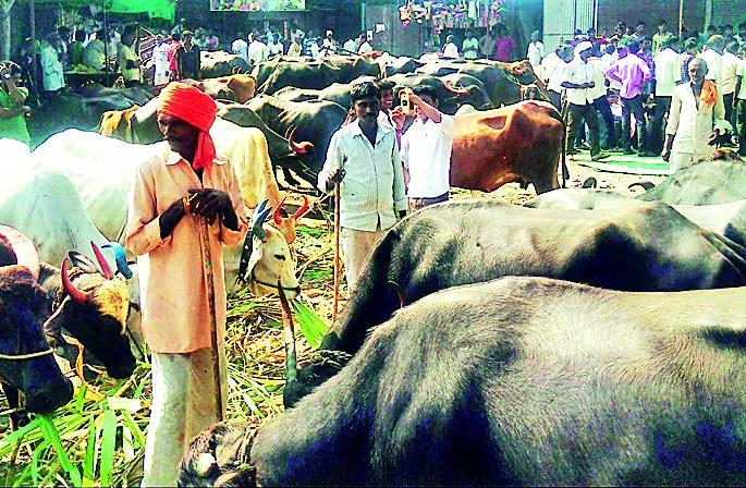 Build animals on the road and climb | रस्त्यावर जनावरे बांधून चक्काजाम Build animals on the road and climb | रस्त्यावर जनावरे बांधून चक्काजाम