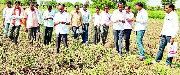 The white made of gold ornaments of white gold | पांढºया सोन्याची गुलाबी अळीने केली माती
