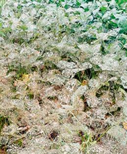 Concerns about the decline in yield | उत्पन्नात घट येण्याची चिंता Concerns about the decline in yield | उत्पन्नात घट येण्याची चिंता