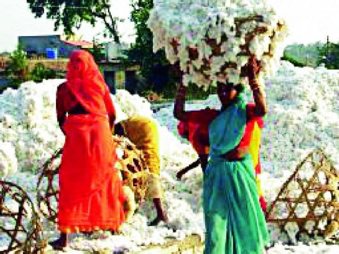 Traders' Bucket for Government Cotton Buying | शासकीय कापूस खरेदीत व्यापाऱ्यांचा डल्ला Traders' Bucket for Government Cotton Buying | शासकीय कापूस खरेदीत व्यापाऱ्यांचा डल्ला