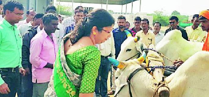 Buying cotton in Darwha | दारव्हात कापूस खरेदी सुरू Buying cotton in Darwha | दारव्हात कापूस खरेदी सुरू