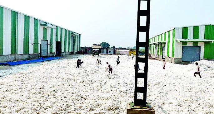 Traders' cotton dried up | व्यापाऱ्यांचा कापूस वाळतीला Traders' cotton dried up | व्यापाऱ्यांचा कापूस वाळतीला