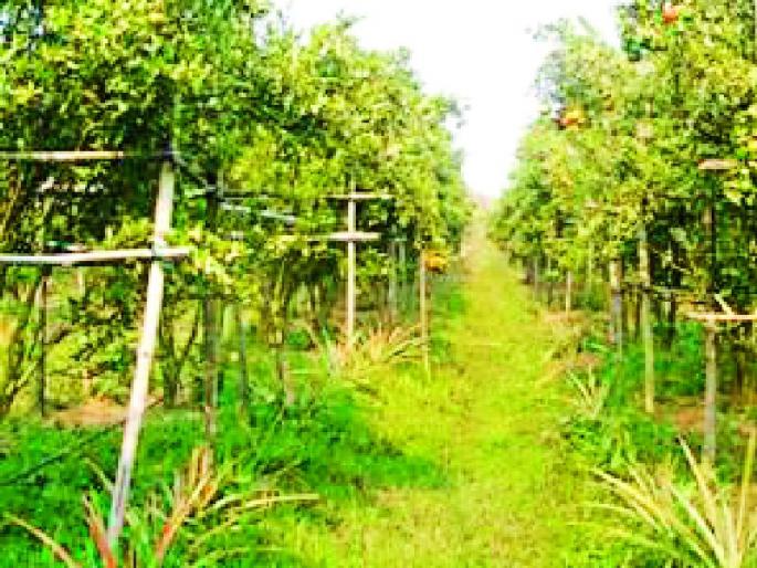 District Tamanging 74 lakh pits | जिल्ह्यात ७४ लाख खड्ड्यांचे जिओ टॅगिंंग District Tamanging 74 lakh pits | जिल्ह्यात ७४ लाख खड्ड्यांचे जिओ टॅगिंंग