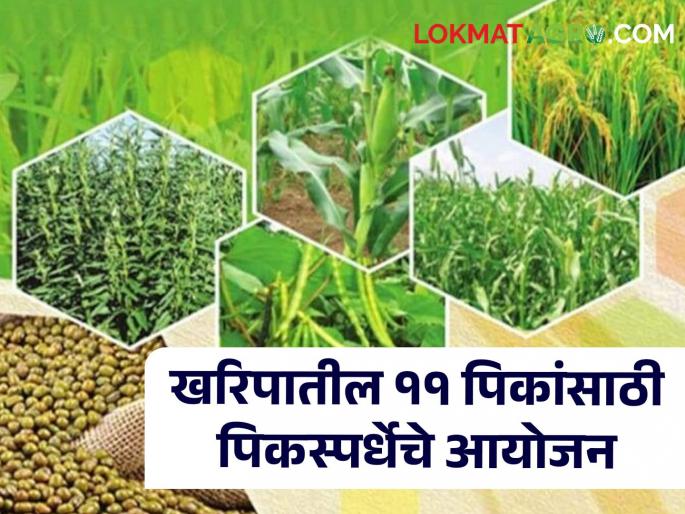 Crop Competition Organization of intra-state crop competition for food grains, pulses and pulses by the Department of Agriculture. | Crop Competition: खरिपात उत्पादन जास्त काढा अन् कृषी विभागाकडून बक्षिस मिळवा! पिकस्पर्धेचे आयोजन