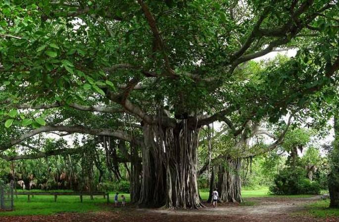Justification of Vatpoornime; The banyan tree is revered for its faith and medicinal properties | वटपौर्णिमेचे औचित्य; आस्था व औषधी गुणसंपन्नतेमुळे वटवृक्ष पूजनीय