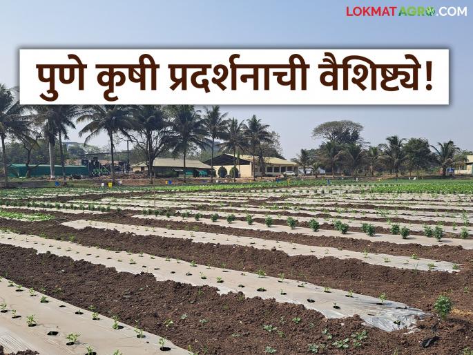 Residue Free Farming Exhibition Pune: Pune residents will be delighted at the Pune Agricultural Festival! You will get to see 'these' things! | Residue Free Farming Exibition Pune : पुणे कृषी महोत्सवात पुणेकरांना पर्वणी! 'या' गोष्टी पाहायला मिळणार! Residue Free Farming Exhibition Pune: Pune residents will be delighted at the Pune Agricultural Festival! You will get to see 'these' things! | Residue Free Farming Exibition Pune : पुणे कृषी महोत्सवात पुणेकरांना पर्वणी! 'या' गोष्टी पाहायला मिळणार!
