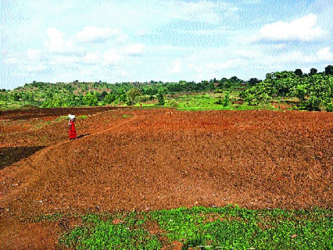 Baliraja is worried because of the rain; Will the sown crop be wasted? | पावसाने दडी मारल्यामुळे बळीराजा चिंतेत; पेरलेले पीक वाया जाणार? Baliraja is worried because of the rain; Will the sown crop be wasted? | पावसाने दडी मारल्यामुळे बळीराजा चिंतेत; पेरलेले पीक वाया जाणार?