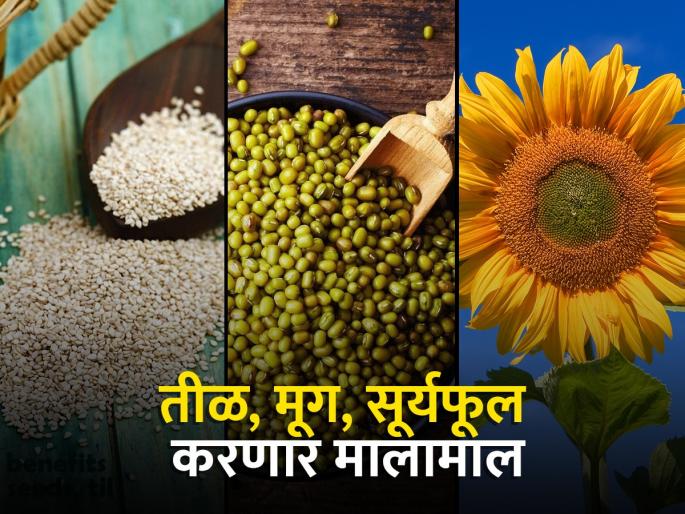 Sow Sesame, Moong, Sunflower and get wealth from money...! | तीळ, मूग, सूर्यफूल पेरा अन् पैशातून मालामाल व्हा...! Sow Sesame, Moong, Sunflower and get wealth from money...! | तीळ, मूग, सूर्यफूल पेरा अन् पैशातून मालामाल व्हा...!