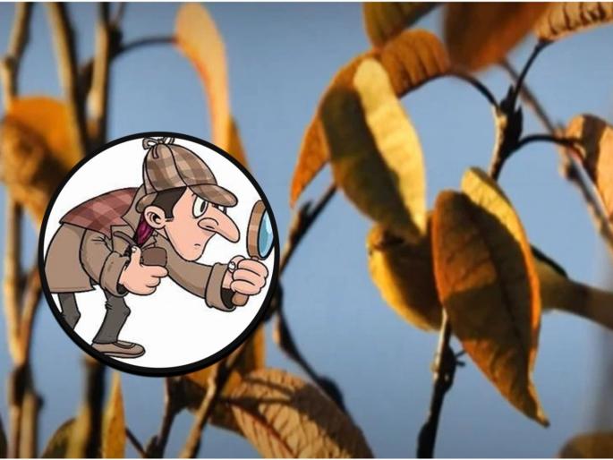 Optical illusion images test your brain find out a hidden bird on tree see in photos | Optical Illusion: झाडावर बसला आहे एक पक्षी, तासंतास शोधूनही सापडेना; बघा तुम्हाला दिसतो का! Optical illusion images test your brain find out a hidden bird on tree see in photos | Optical Illusion: झाडावर बसला आहे एक पक्षी, तासंतास शोधूनही सापडेना; बघा तुम्हाला दिसतो का!