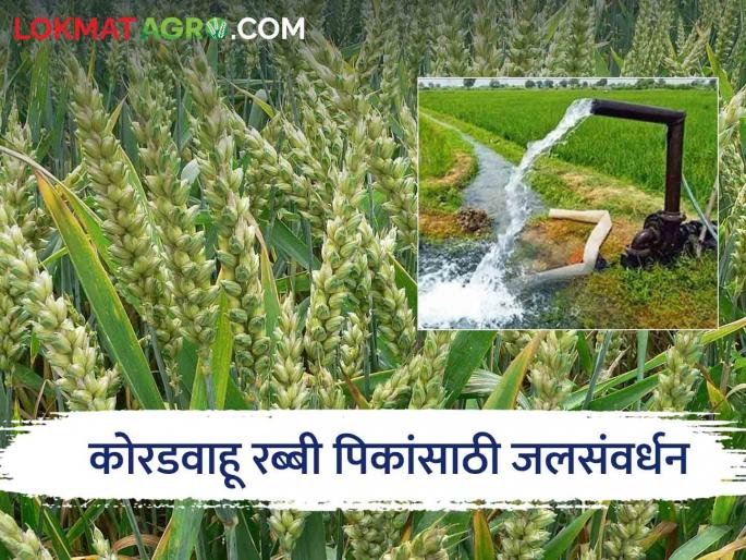 Rabi Crops water management hydroponics for better production of dryland rabi crops  | Rabi Crops : कोरडवाहू रब्बी पिकांच्या चांगल्या उत्पादनासाठी 'असे' करा जलसंवर्धन  Rabi Crops water management hydroponics for better production of dryland rabi crops  | Rabi Crops : कोरडवाहू रब्बी पिकांच्या चांगल्या उत्पादनासाठी 'असे' करा जलसंवर्धन