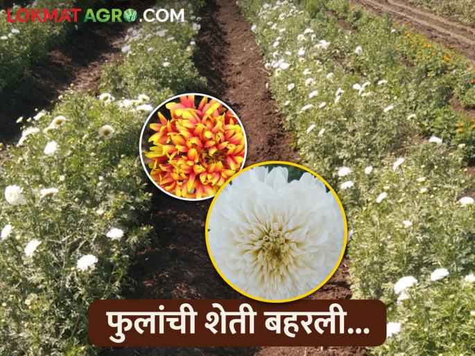 Leaving horticultural crops, blooming flower farming, a unique experiment of a young farmer.. | बागायती पिके सोडून बहरली फुलशेती, तरुण शेतकऱ्याचा अनोखा प्रयोग.. Leaving horticultural crops, blooming flower farming, a unique experiment of a young farmer.. | बागायती पिके सोडून बहरली फुलशेती, तरुण शेतकऱ्याचा अनोखा प्रयोग..