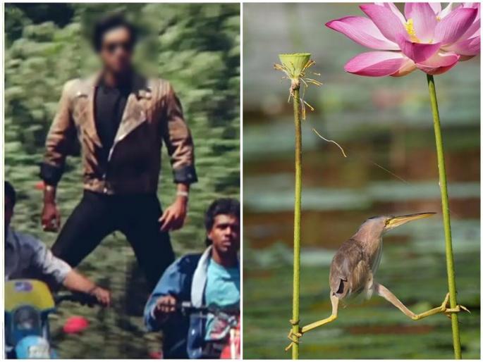 bird standing on two branches looks like Ajay Devgan ifs officer shares photo | या पक्ष्याला पाहुन लोकांना होतेय एका अभिनेत्याची आठवण, पाहा तुम्हाला हा अभिनेता आठवतोय का? bird standing on two branches looks like Ajay Devgan ifs officer shares photo | या पक्ष्याला पाहुन लोकांना होतेय एका अभिनेत्याची आठवण, पाहा तुम्हाला हा अभिनेता आठवतोय का?