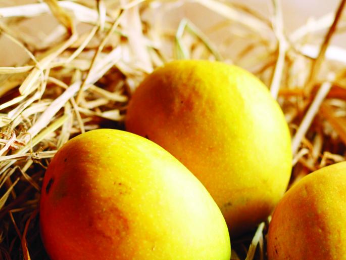 Ratnagiri This year, the harvest season is late, | रत्नागिरी यावर्षी हापूसचा हंगाम उशिराने, बागायतदारांचा अंदाज Ratnagiri This year, the harvest season is late, | रत्नागिरी यावर्षी हापूसचा हंगाम उशिराने, बागायतदारांचा अंदाज