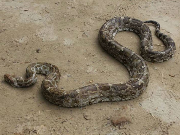 Six dragon rescues from Thane area including Mumbai | मुंबईसह ठाणे परिसरातून ५४ अजगरांची सुटका Six dragon rescues from Thane area including Mumbai | मुंबईसह ठाणे परिसरातून ५४ अजगरांची सुटका