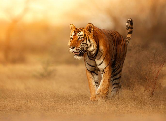 Outside the tiger sanctuary in Tipeshwar? | टिपेश्वरमधील वाघ अभयारण्याबाहेर?