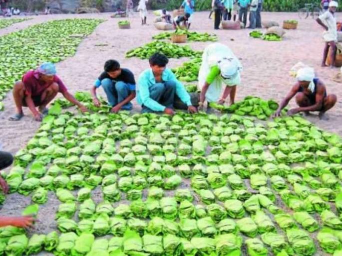 Tendupatta laborers earn three thousand a day | तेंदूपत्ता मजूर कमावताे दिवसाला तीन हजार Tendupatta laborers earn three thousand a day | तेंदूपत्ता मजूर कमावताे दिवसाला तीन हजार