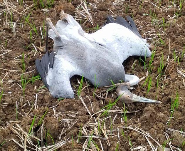 Stork dies by electric current in Gondia district | गोंदिया जिल्ह्यात सारस पक्ष्याचा विद्युत धक्क्याने मृत्यू Stork dies by electric current in Gondia district | गोंदिया जिल्ह्यात सारस पक्ष्याचा विद्युत धक्क्याने मृत्यू