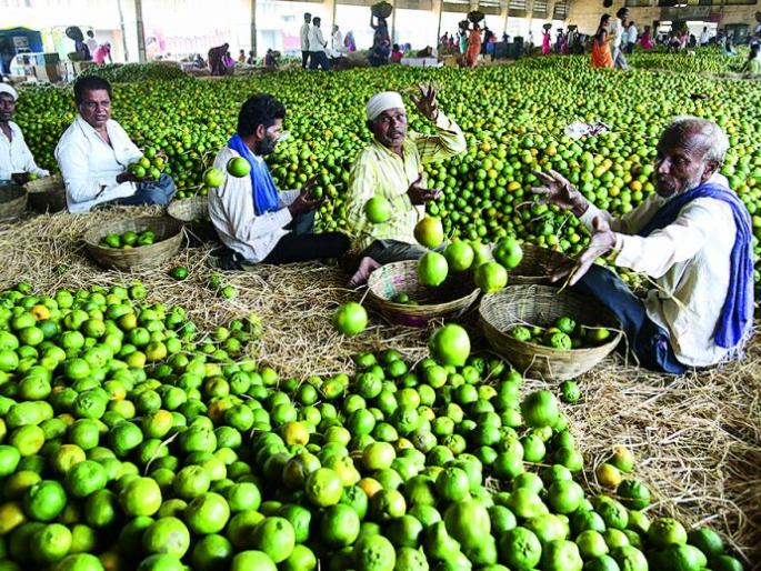 Clusters will turn orange into a global market | क्लस्टरमुळे संत्रा जाणार जागतिक बाजारपेठेत Clusters will turn orange into a global market | क्लस्टरमुळे संत्रा जाणार जागतिक बाजारपेठेत