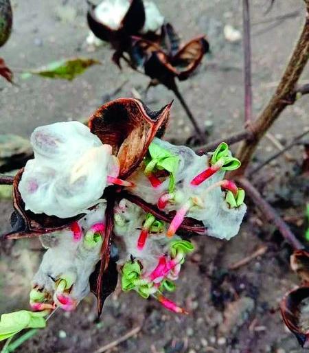 4% crop loss in Nagpur district | नागपूर जिल्ह्यातील ८० टक्के पिकांचे नुकसान 4% crop loss in Nagpur district | नागपूर जिल्ह्यातील ८० टक्के पिकांचे नुकसान