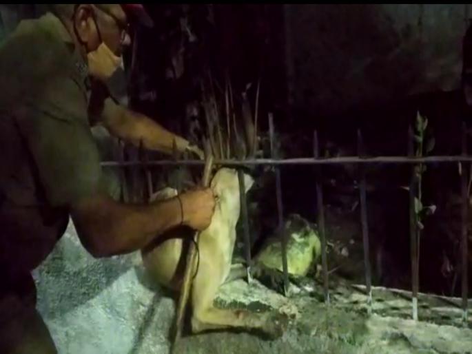 Bhootdaya paramo dharma! Police rescued a dog trapped in a security fence | भूतदया परमो धर्म! पोलिसांमुळे सुरक्षारक्षक भिंतीच्या गजामध्ये अडकलेल्या कुत्र्याला मिळाले जीवदान