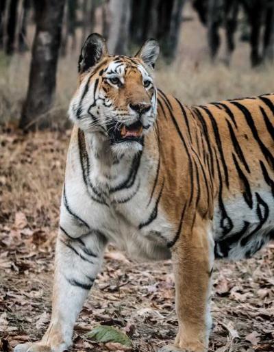 Permission for tourism in Umred-Pavani with Pench | पेंचसह उमरेड-पवनीतील पर्यटनाला परवानगी Permission for tourism in Umred-Pavani with Pench | पेंचसह उमरेड-पवनीतील पर्यटनाला परवानगी