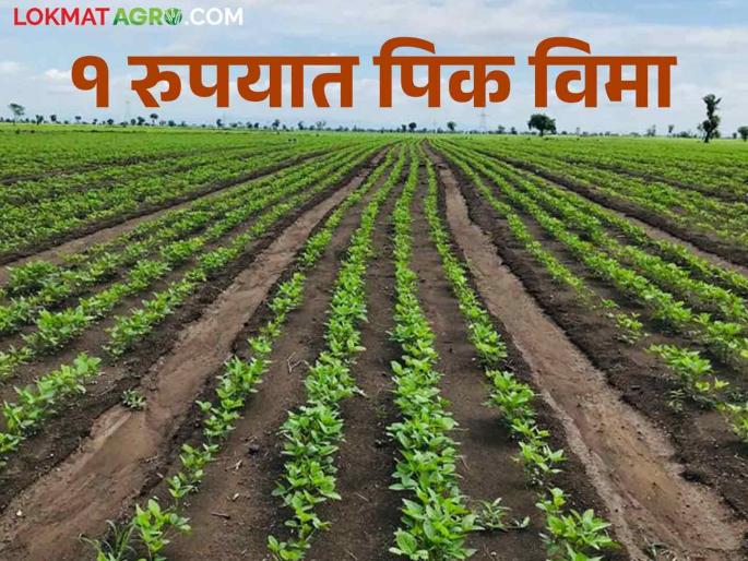 Kharif Pik Vima: crop insurance will be available for this year's kharif for one rupee | Kharif Pikvima यंदाच्या खरीपसाठीही मिळणार एक रुपयात पिक विमा Kharif Pik Vima: crop insurance will be available for this year's kharif for one rupee | Kharif Pikvima यंदाच्या खरीपसाठीही मिळणार एक रुपयात पिक विमा