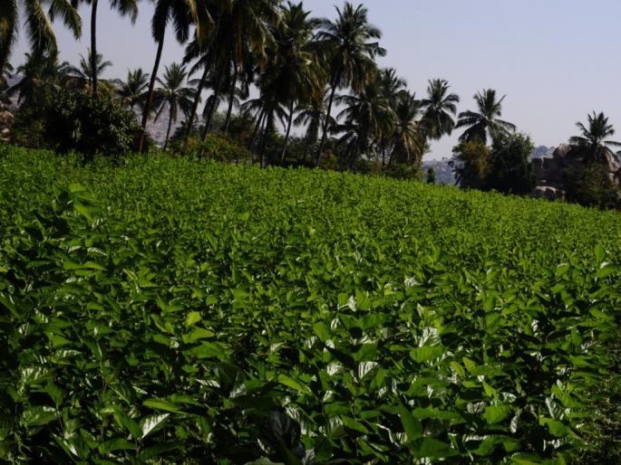 Due to tree plantation, the threat of silk farming in Vidarbha | वृक्षतोडीमुळे विदर्भातील रेशीम शेती धोक्यात