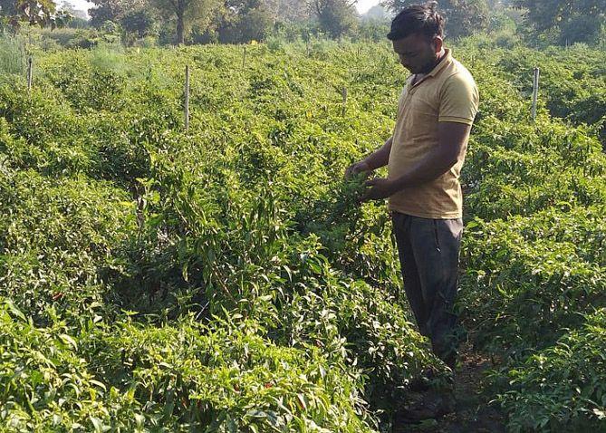 This is 'Mirchiwala Tushar'; The Corona period experiment was successful | हा आहे 'मिरचीवाला तुषार'; कोरोनाकाळातला प्रयोग ठरला यशस्वी This is 'Mirchiwala Tushar'; The Corona period experiment was successful | हा आहे 'मिरचीवाला तुषार'; कोरोनाकाळातला प्रयोग ठरला यशस्वी