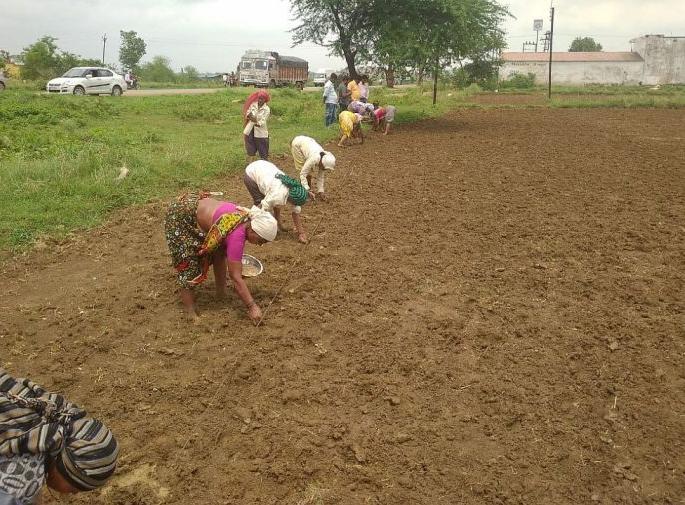 Action against companies selling bogus seeds in the cold | बोगस बियाणे विकणाऱ्या कंपन्यांवरील कारवाई थंडबस्त्यात Action against companies selling bogus seeds in the cold | बोगस बियाणे विकणाऱ्या कंपन्यांवरील कारवाई थंडबस्त्यात