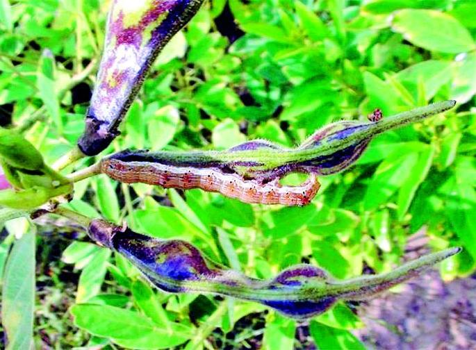 Hundreds of hectares of turf were harvested | शेकडो हेक्टरवरील तूर पीक करपले