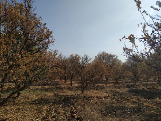 After the 'farmland', the garden finally broke 'Dum' | ‘शेततळे’ असूनही अखेर बागांनी ‘दम’ तोडला