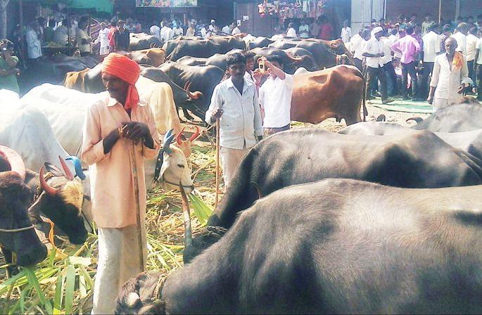Road blocked through animals in Yavatmal district | यवतमाळ जिल्ह्यात रस्त्यावर जनावरे बांधून चक्काजाम Road blocked through animals in Yavatmal district | यवतमाळ जिल्ह्यात रस्त्यावर जनावरे बांधून चक्काजाम