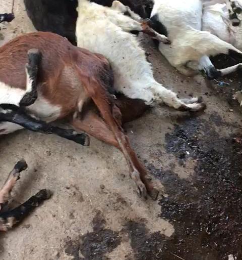 The tribal farmers killed eleven goats due to bitter poison | भिवंडीत विषबाधेने आदिवासी शेतकऱ्याच्या तेरा बकऱ्या मृत्युमुखी