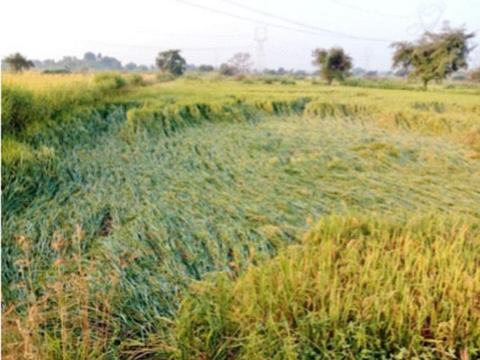 Drought-like situation in Nagpur rural taluka itself | नागपूर ग्रामीण तालुक्यात दुष्काळसदृश स्थिती Drought-like situation in Nagpur rural taluka itself | नागपूर ग्रामीण तालुक्यात दुष्काळसदृश स्थिती